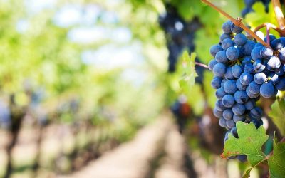 Otoño: época de vendimia y de series